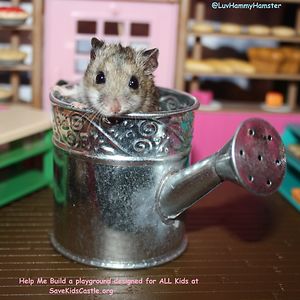 hammythechinesehamster avatar