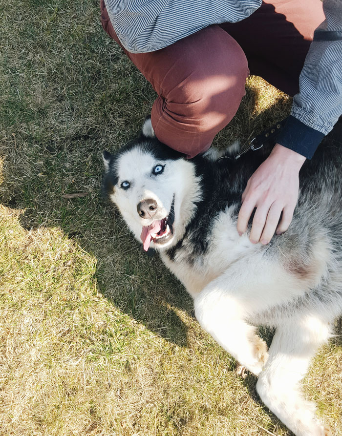 Aika Just Loves The Great Outdoors, Look How Happy She Is Just Laying There On The Grass