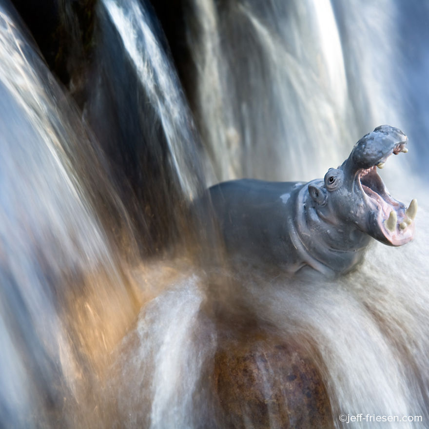 I Made These Photos To Raise Awareness About Human Threats To Wildlife I Made These Photos To Raise Awareness About Human Threats To Wildlife