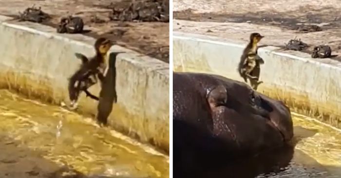 Hippos Help Lost Duckling Get Out Of Pond And Find His Mommy