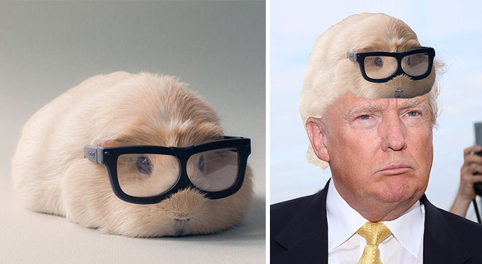 Photoshop This Hipster Guinea Pig To Reveal Her Secret Identity