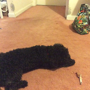 petskingdom06 avatar