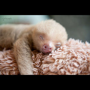 melissa_perez avatar