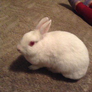 rebeccaannegee8404 avatar