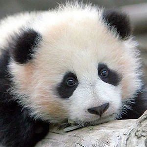 celiamcdaniel avatar