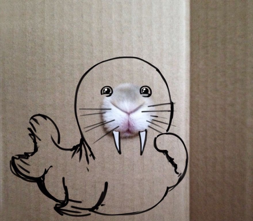 Cute Seal Is Hiding Behind The Box!
