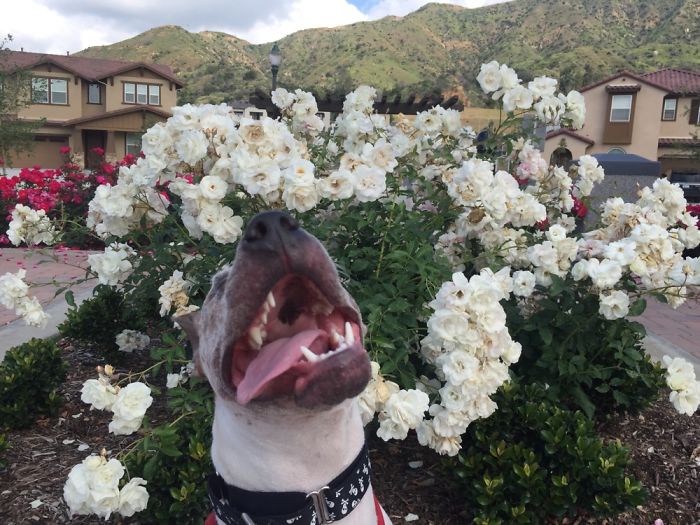 Colette Loving Her Walk By The Fancy New Homes In Our Town.