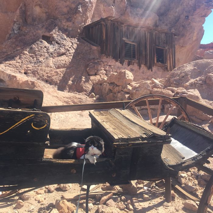 Life On The Plains Can Be Tough, But At Least I'm In A Convertible.