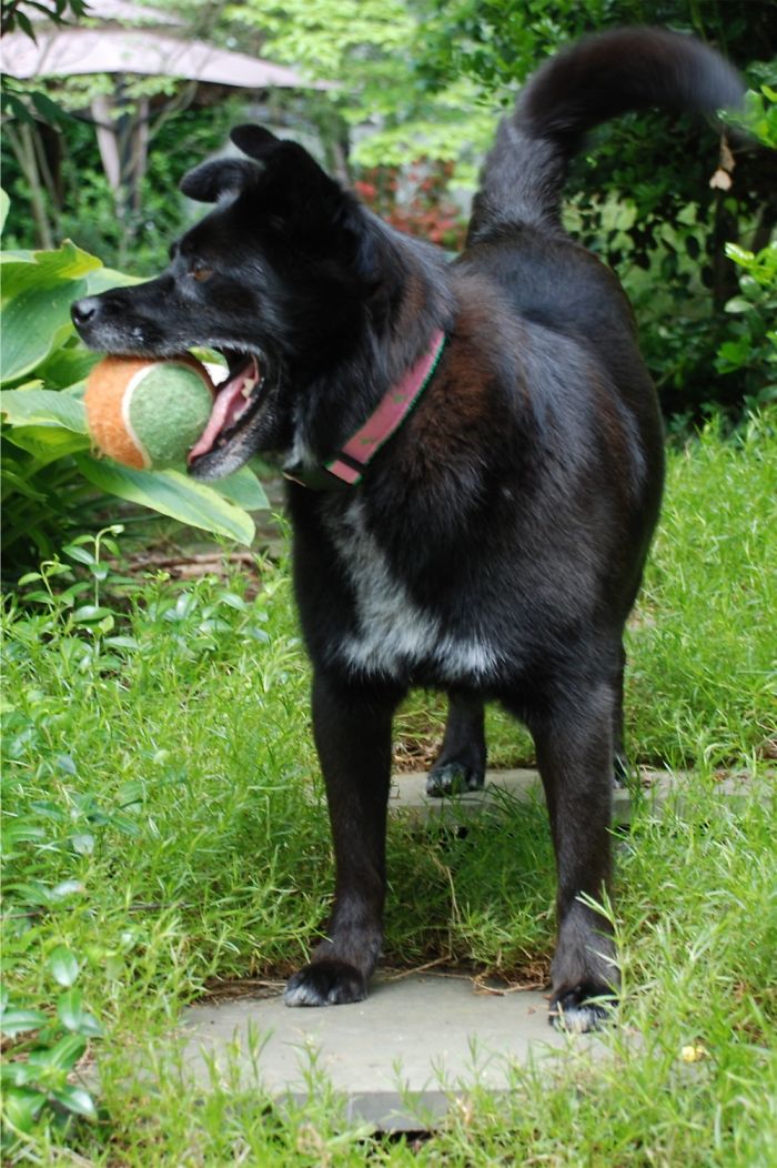 B-a-l-l...hey Human, Did You Just Say "ball"??? I'm On It!!!