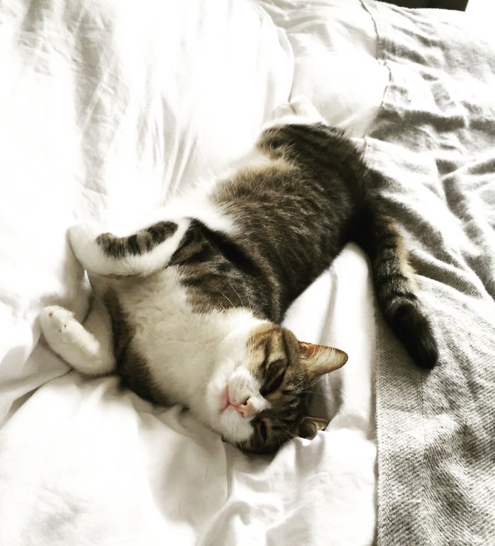 King Size Bed For The King!