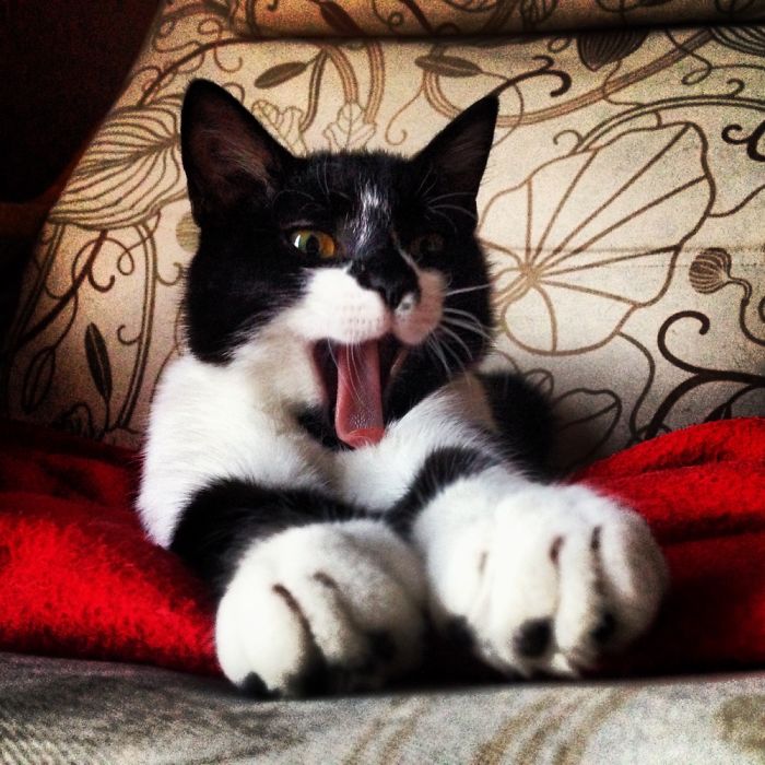 Yay! It's Treat Time