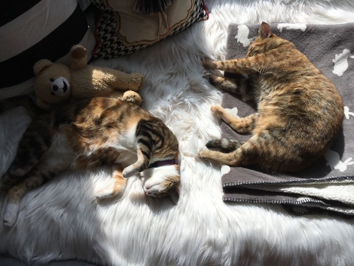 Enjoying Afternoon Sun ☀️