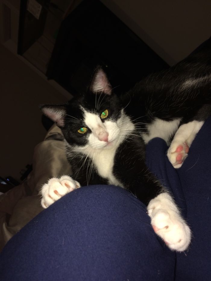 During An Impromptu Photo Shoot With My Cat, Caught This Hilariously Sexy Moment