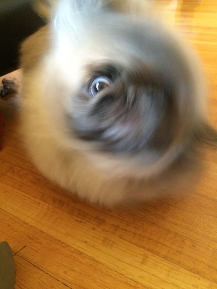 The Eye Of The Pekingnese Storm