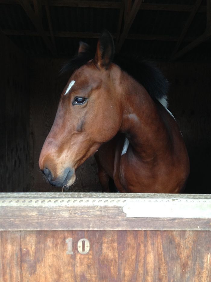 My Beautiful Horse Bally