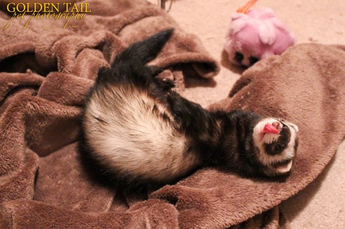 My Rikki Tikki Is A Show Off- She Loves To Stick Out That Tongue!