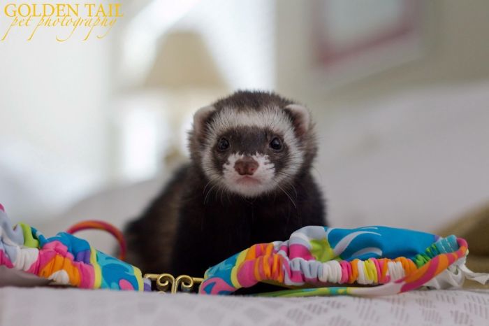 "meet Us At The Beach, Just Gotta Figure Out The Swimsuit Top..." #rikkitikkitavi