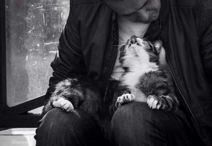 I Try To Capture The Relationship Between Cats And People I Try To Capture The Relationship Between Cats And People