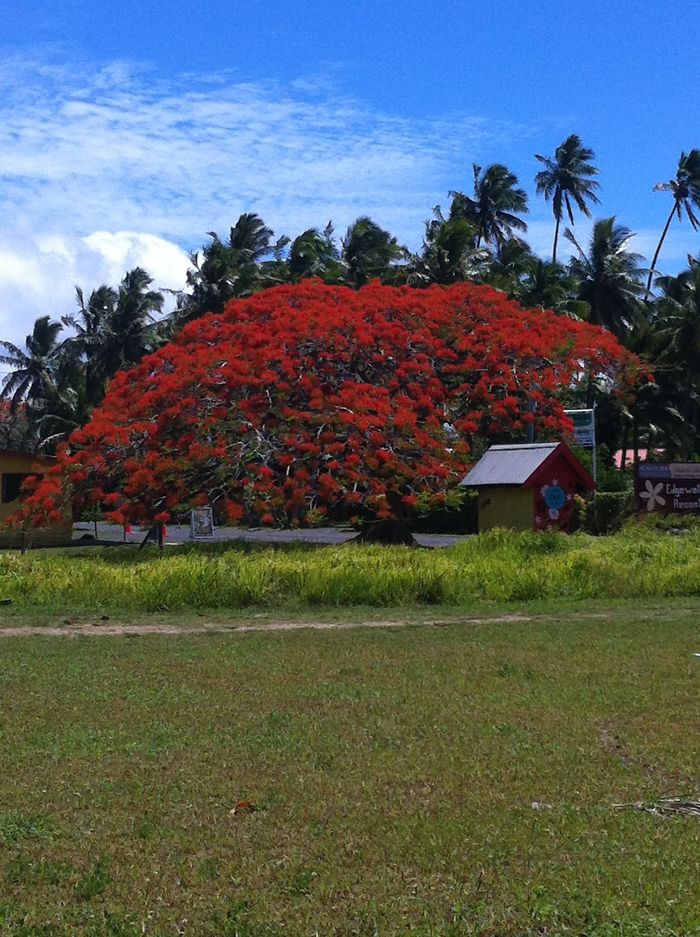 Flame Tree In Full Bloom, Rarotonga.