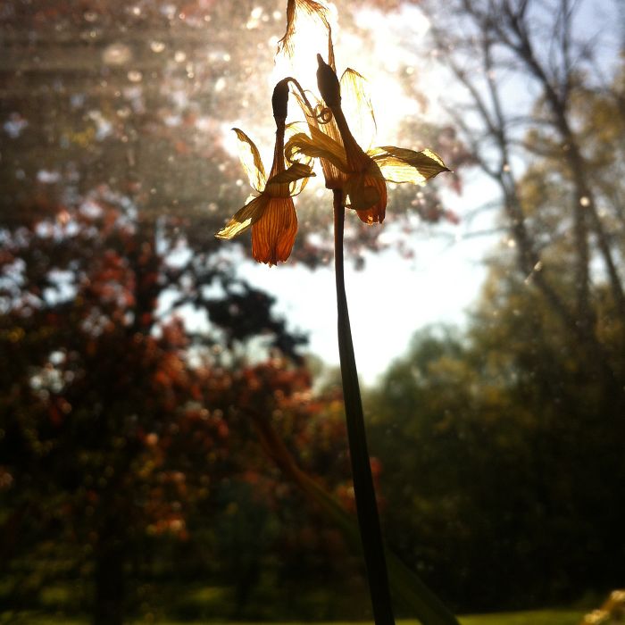Flower On The Sill