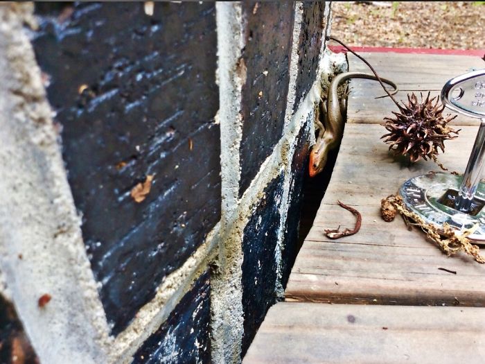 I Am 10 Years Old, And These Are Pictures That I Took