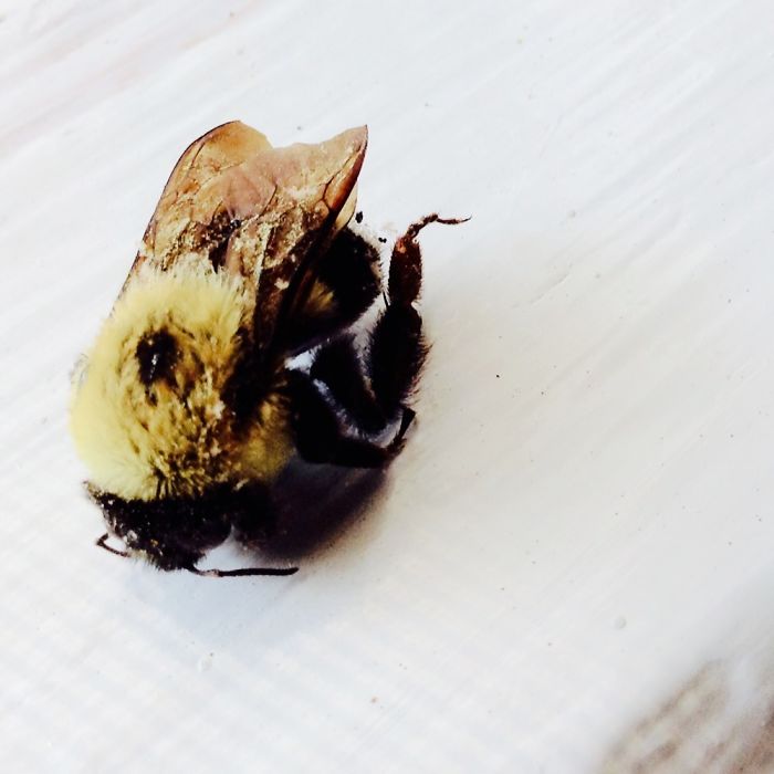 I Am 10 Years Old, And These Are Pictures That I Took