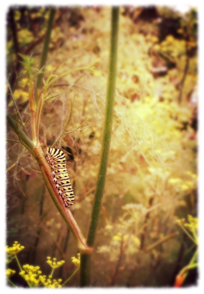 I Am 10 Years Old, And These Are Pictures That I Took