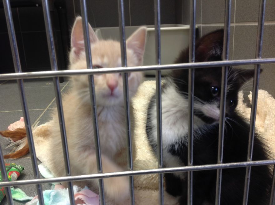 We Need Money For Our Animal Shelter!