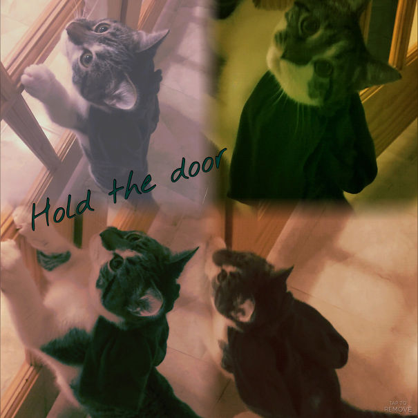 Cat-cosplay. Hold The Door... Still Recovering ????