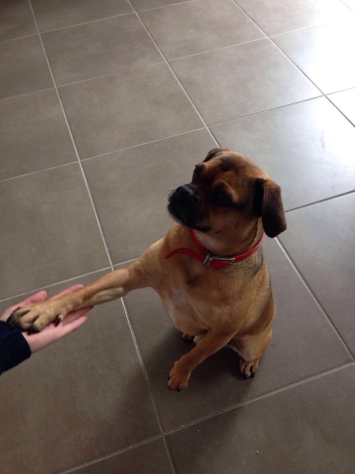 Cute Pics Of My Dog Buddy Xx