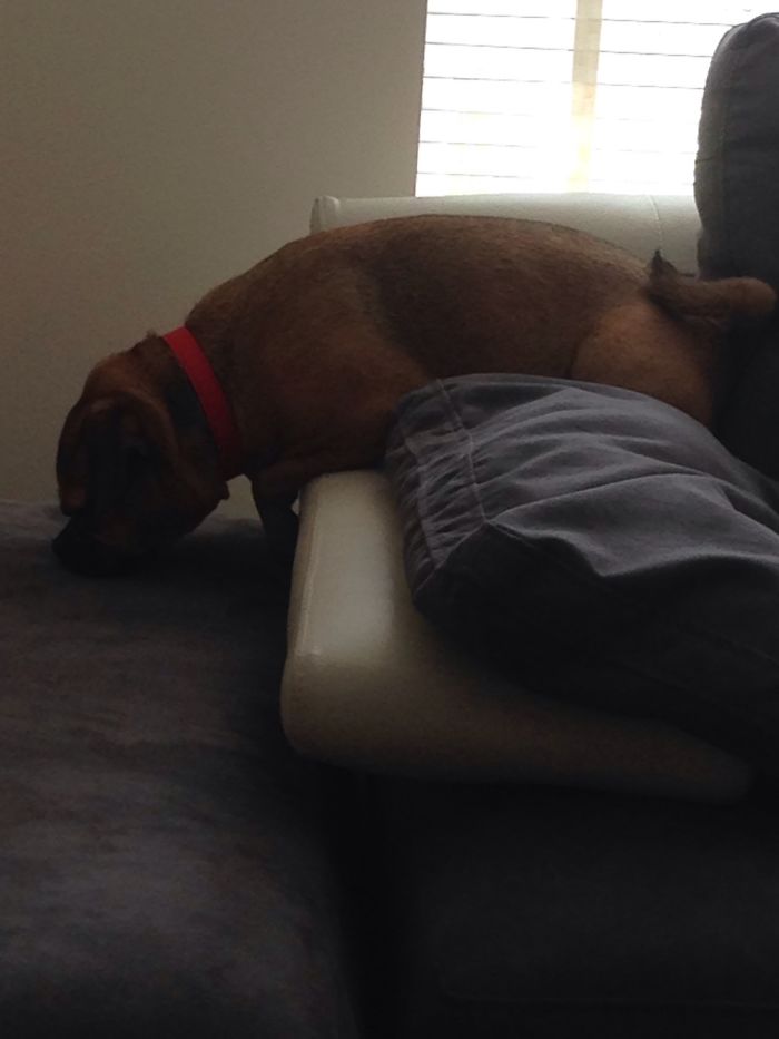 Cute Pics Of My Dog Buddy Xx