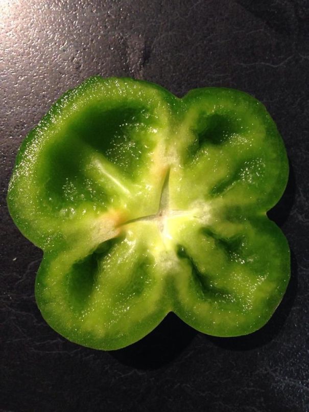 Four Leaved Clover - Capsicum (bell Pepper)