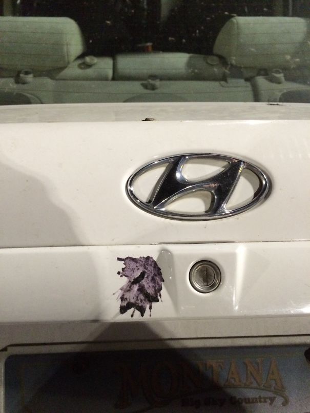 Bird Poop On The Trunk Of My Car.