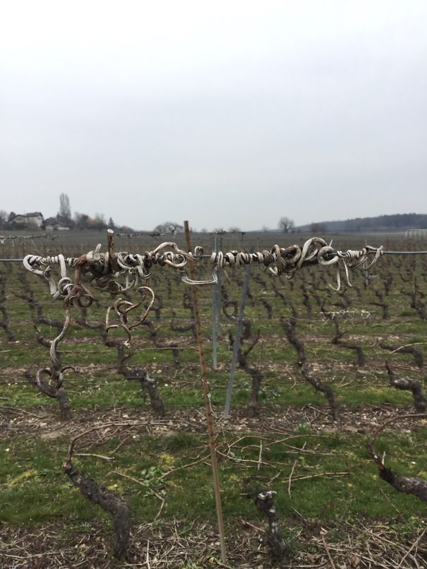 Very Ancient Lettering Made By Dried Vines On A Wire