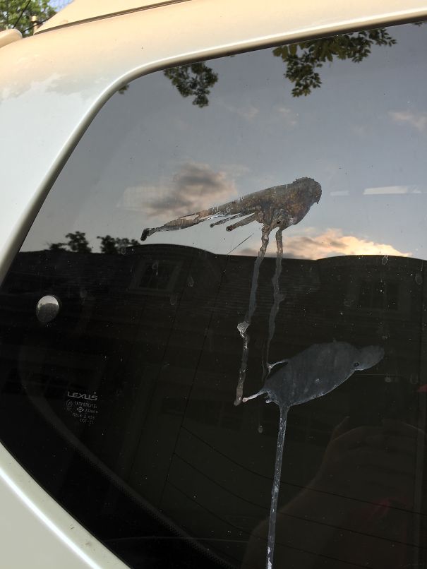 Direct Hit. Bird Poop Art On The Side Of A Lexus.