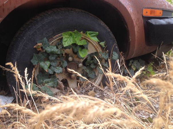 Nature Adding Beauty To Something Not So Beautiful.