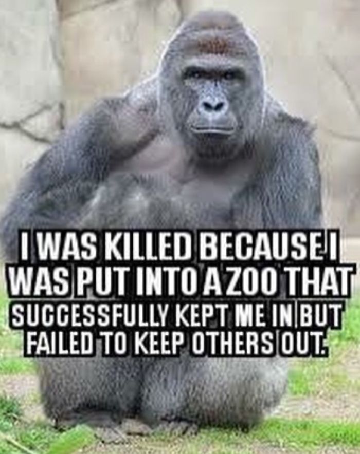 Poor Harambe
