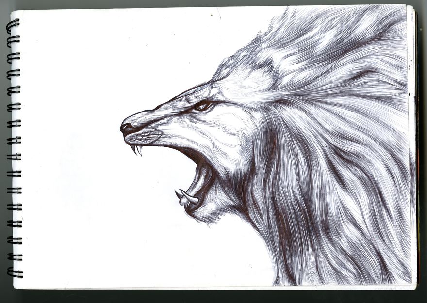 I Draw Detailed Animal Sketches Using Black Ball Point Pens