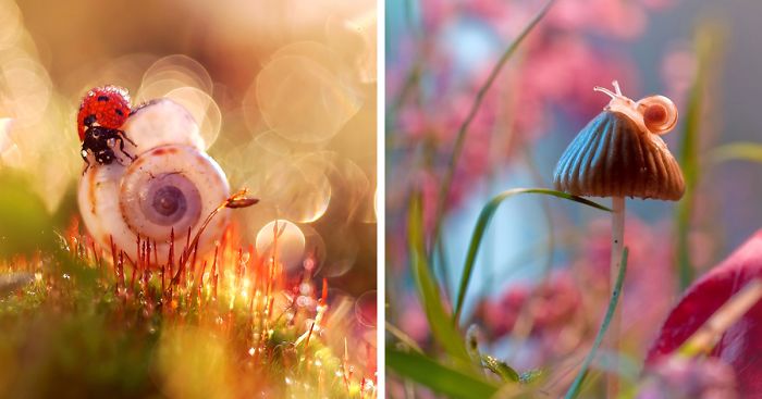 Fairytale Macro World by Polish Photographer Magda Wasiczek