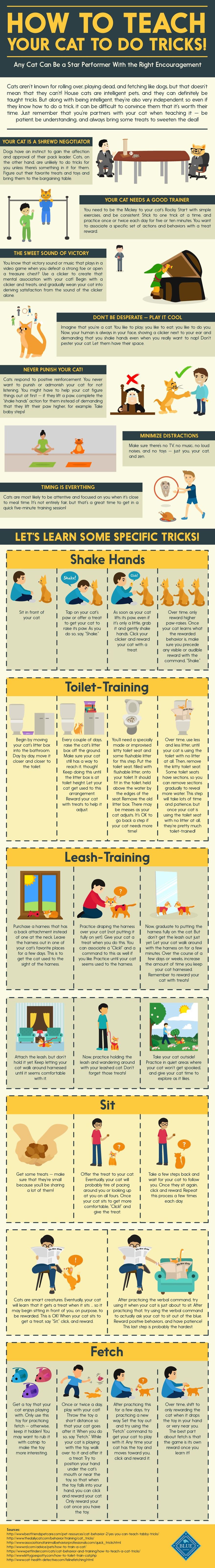 How To Teach Your Cat To Do Tricks