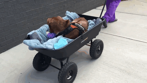 insta-rescue-dog-fighting-pit-bull-rambo-41