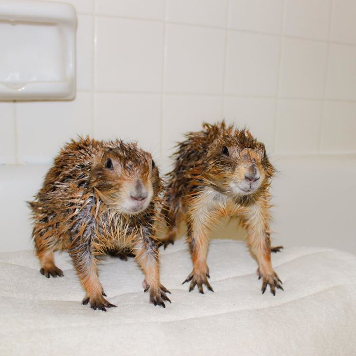 These Adorable Prairie Dogs Love To Spend Time With Their Animal Friends These Adorable Prairie Dogs Love To Spend Time With Their Animal Friends