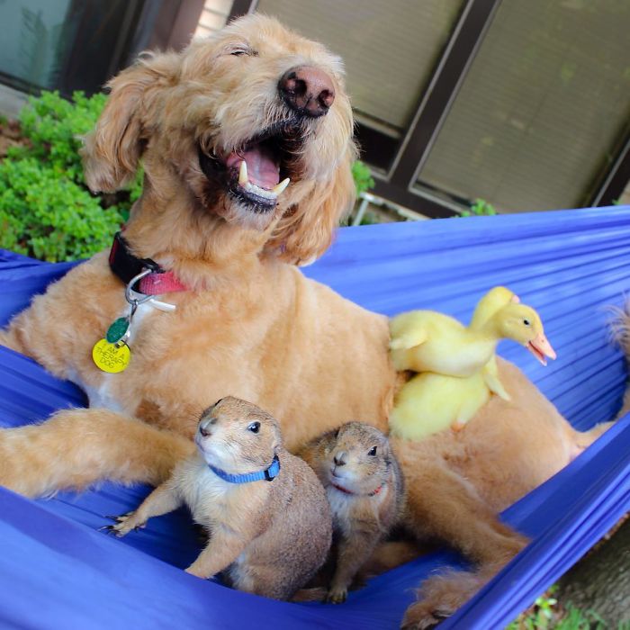 These Adorable Prairie Dogs Love To Spend Time With Their Animal Friends