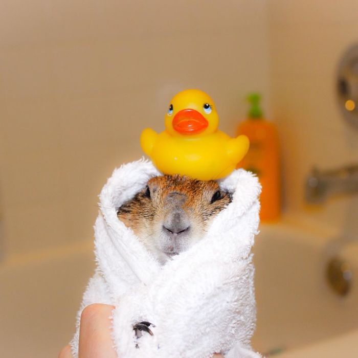 These Adorable Prairie Dogs Love To Spend Time With Their Animal Friends