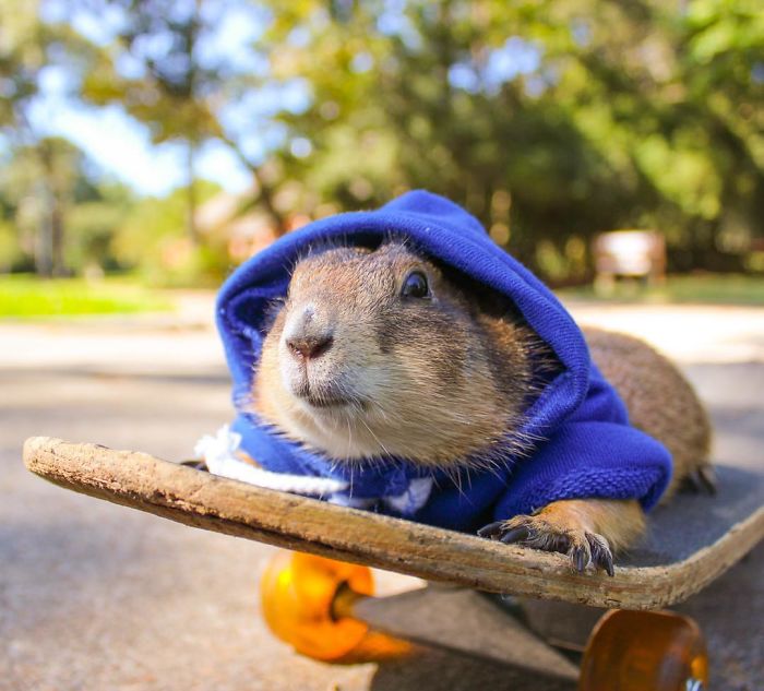 These Adorable Prairie Dogs Love To Spend Time With Their Animal Friends These Adorable Prairie Dogs Love To Spend Time With Their Animal Friends