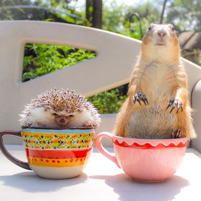 These Adorable Prairie Dogs Love To Spend Time With Their Animal Friends These Adorable Prairie Dogs Love To Spend Time With Their Animal Friends