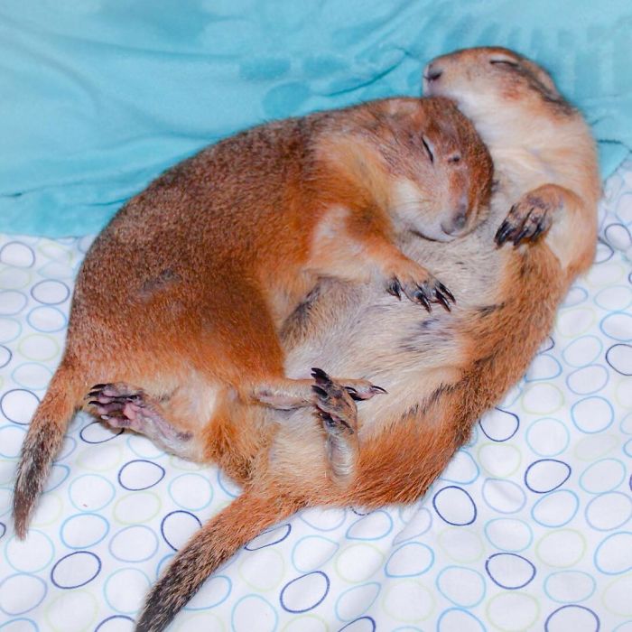 These Adorable Prairie Dogs Love To Spend Time With Their Animal Friends These Adorable Prairie Dogs Love To Spend Time With Their Animal Friends