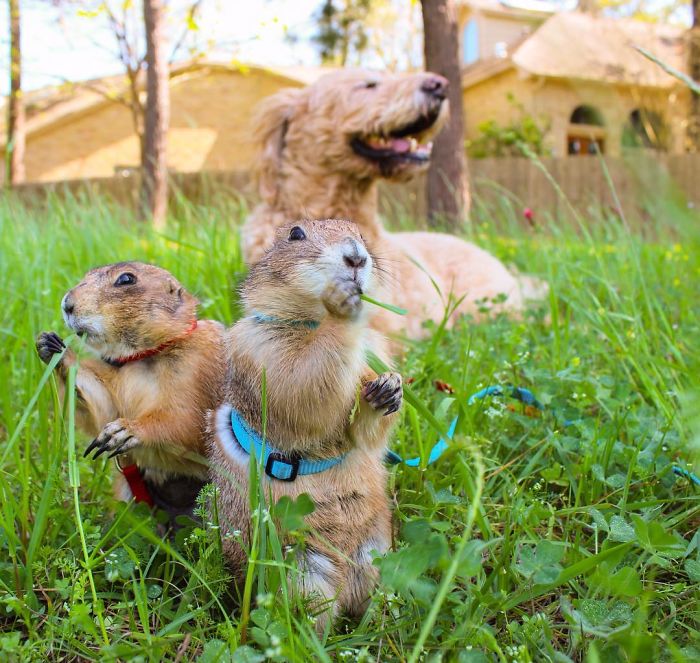 These Adorable Prairie Dogs Love To Spend Time With Their Animal Friends These Adorable Prairie Dogs Love To Spend Time With Their Animal Friends