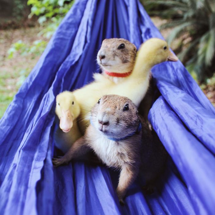 These Adorable Prairie Dogs Love To Spend Time With Their Animal Friends