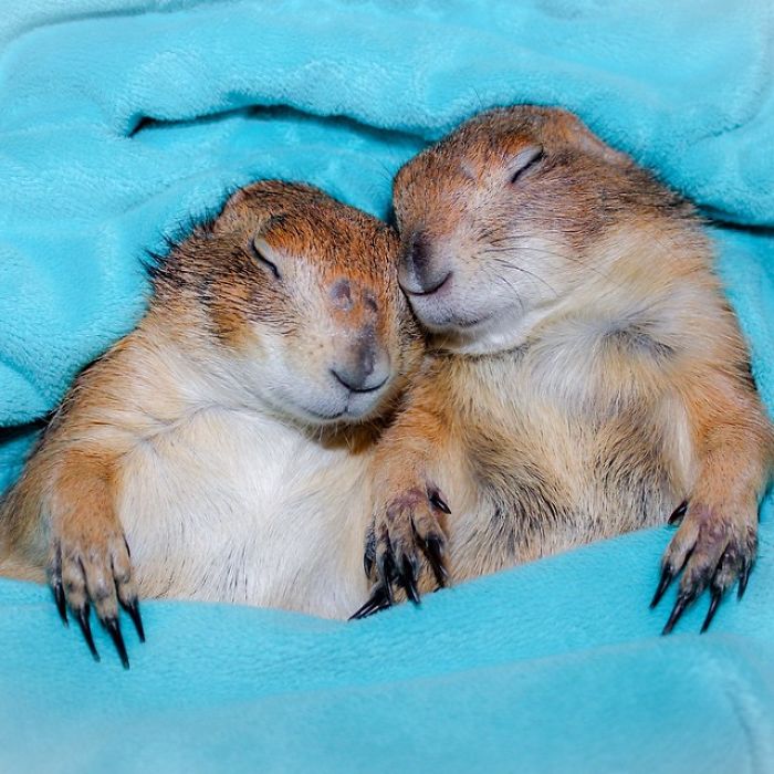 These Adorable Prairie Dogs Love To Spend Time With Their Animal Friends